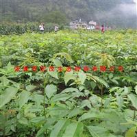 张家界青钱柳苗供应