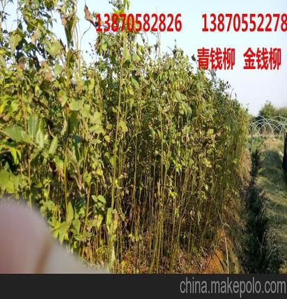 青钱柳 金钱柳苗 江西湖南福建浙江广西广东