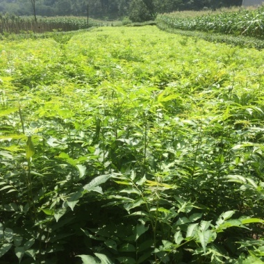 高40-100厘米 *柳苗 *柳小苗 青钱柳苗 青钱柳苗价格 青钱柳苗供应商