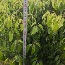 2020绿化苗木价格 报价 绿化苗木批发 第7页 园林网