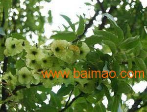 青钱柳供应,信誉好的青钱柳供应商 绛芷堂,青钱柳供应,信誉好的青钱柳供应商 绛芷堂生产厂家,青钱柳供应,信誉好的青钱柳供应商 绛芷堂价格