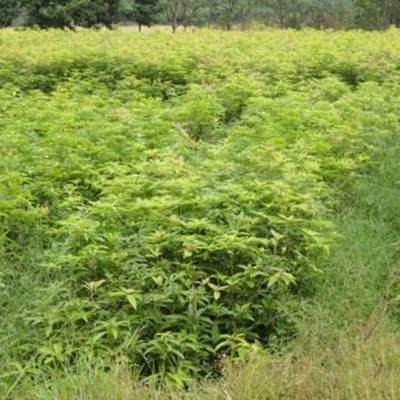 青钱柳苗批发 树形优美 绿化行道树 多规格 基地大量批发种植 货源充足