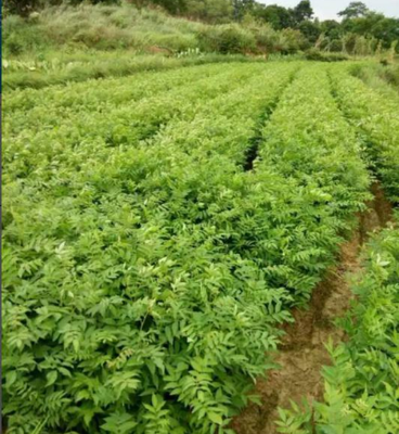 青钱柳苗 青钱柳 青钱柳茶叶 青钱柳采购-绥宁县亚明青钱柳专业合作社