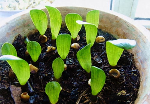 品相好的君子兰太贵,用播种的方法,养出精品君子兰,简单又省钱