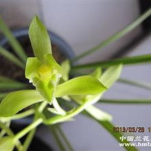 新品好瓣型纯素