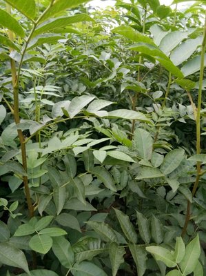 [青钱柳批发]湖南怀化靖州县青钱柳 2.20元/棵青钱柳苗 青钱 _ 一亩田