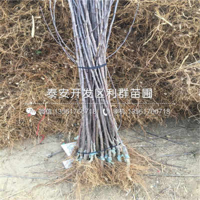 2020年苹果苗 苹果苗多少钱一棵