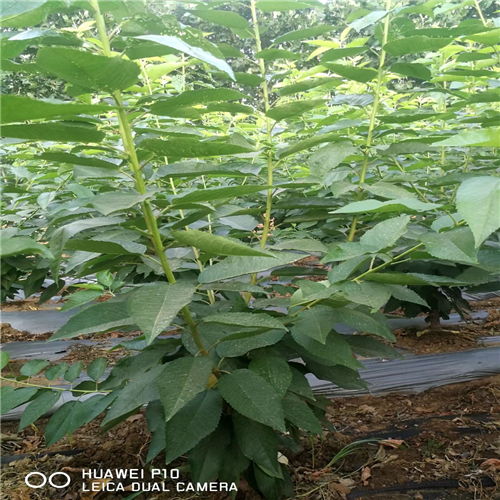 精品推荐矮化柯迪亚樱桃苗 矮化柯迪亚樱桃苗资料