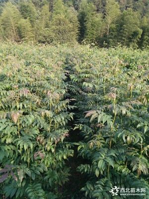 青钱柳苗价格,哪里能买到50公分高的青钱柳苗,多少钱一棵?