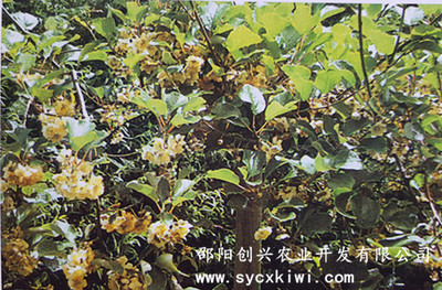 商业栽培-猕猴桃雄性授粉品种