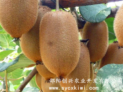 商业栽培-美味猕猴桃主栽品种