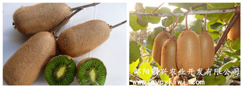 商业栽培-美味猕猴桃主栽品种