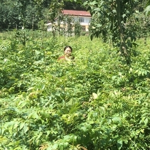 五峰瀚林一年生高40-120厘米青钱柳苗