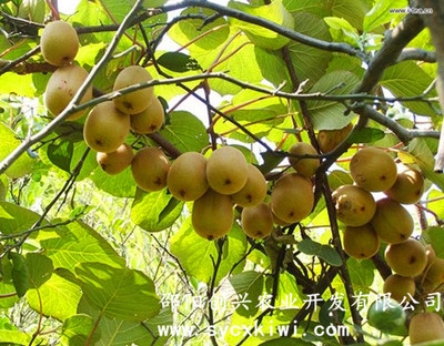商业栽培-中华猕猴桃主栽品种