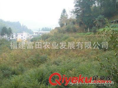 006 南方红豆杉 胸径6cm 绿化苗木 美化环境 净化空气 大苗-福建富田农业发展提供006 南方红豆杉 胸径6cm 绿化苗木 美化环境 净化空气 大苗的相关介绍、产品、服务、图片、价格福建富田农业发展、南方红豆杉苗;美国竹柳苗;美国红枫;全红杨;青钱柳;特有蔬菜;地参;铁皮石斛