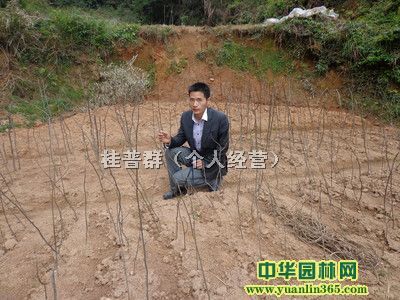 供应纯野生的青钱柳树苗、摇钱树苗|桂普群(个人经营)供应信息|乔灌木供应|中华园林网