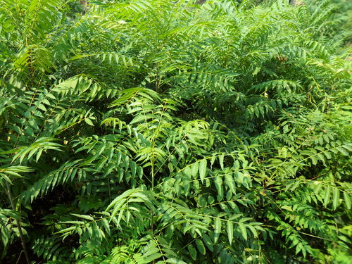 【山东诸城香椿苗行情价格质优价廉香椿苗】- 