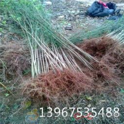 精品青梅树苗出售 上虞苗木基地直供梅子树苗酸梅苗子