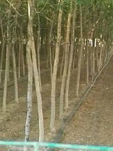 苗木通新晋会员山西南军伶 用心经营,品质至上,专供精品苗木