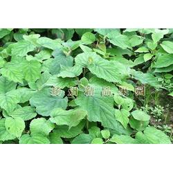 优质果园优选:金桃猕猴桃苗与青钱柳苗的种植与采购指南