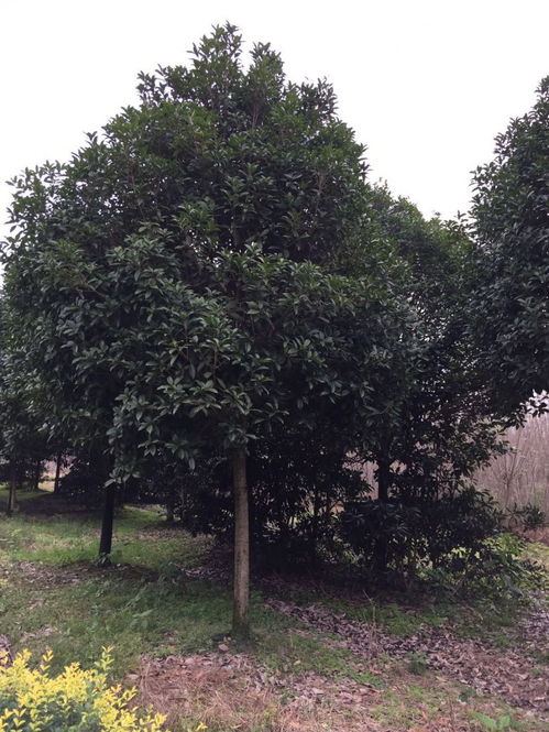 高杆桂花与青钱柳工程苗批发基地 花香四季,量大从优