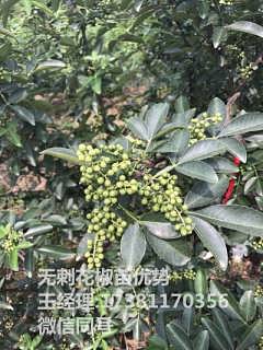 精品推荐 四川宜棵苗农业开发有限责任公司青钱柳苗