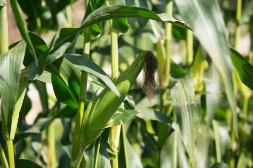 全民抢购开镰节丝苗米,增城派潭金秋丰收季农特产来袭