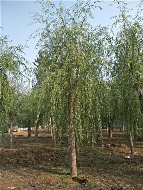 西平15公分与17公分垂柳及青钱柳苗木市场概览 大批量采购指南