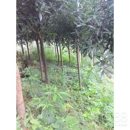 精品桂花苗木与青钱柳苗——成都桂花种植基地的优质供应