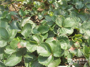 优质草莓与青钱柳苗品种解析及市场报价