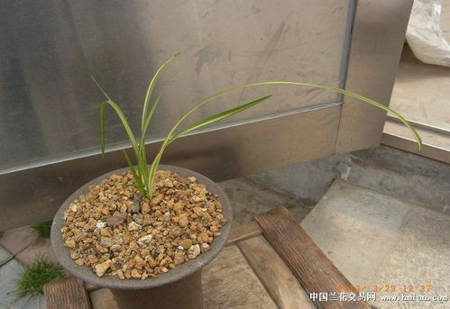 精品连苗丝缟青钱柳苗 种植价值与栽培技巧