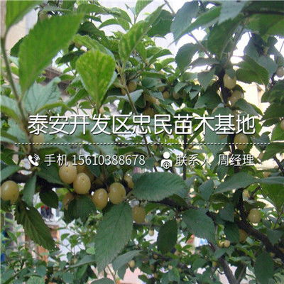 福晨樱桃苗种植技术与新品种介绍