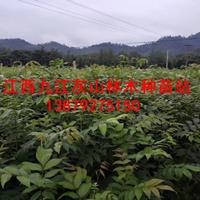 江西九江灰山林木种苗站 香樟与青钱柳苗的专业培育基地