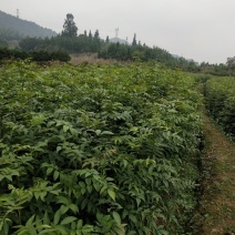 柳树苗及青钱柳苗批发与供应全解析 价格、货源与种植指南