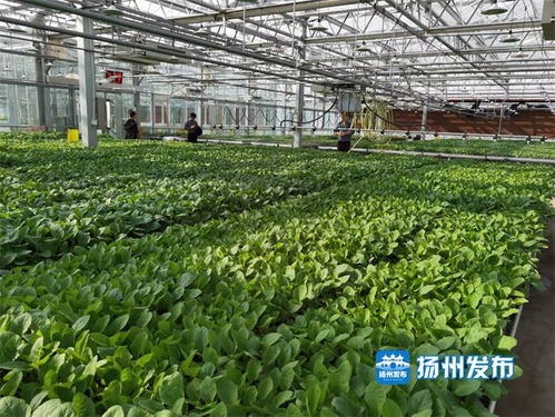 高科技赋能蔬菜种植工厂化 一年育出500万株致富苗青钱柳苗