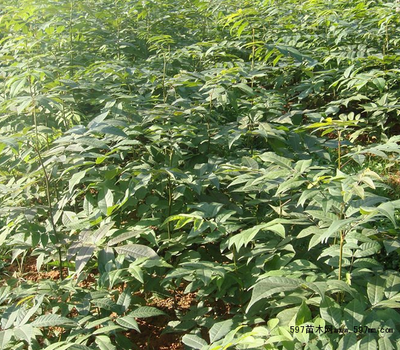 青钱柳全产业链供应 茶叶与苗木的一站式解决方案