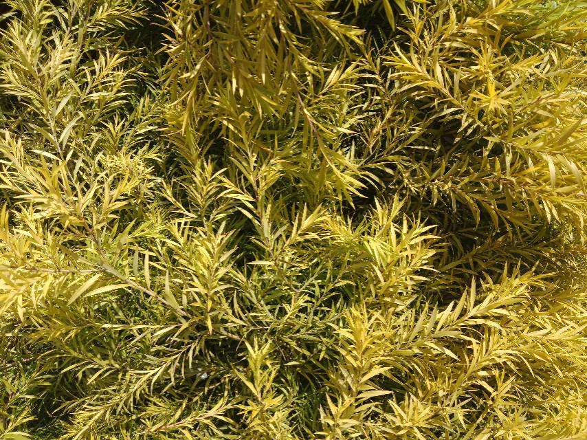 青钱柳 传说中的摇钱树