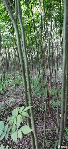 青钱柳苗市场价格与选购指南