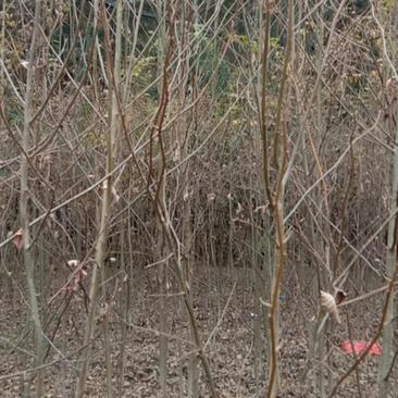 江西宜春铜鼓县青钱柳苗批发指南 优质树苗助力绿化工程