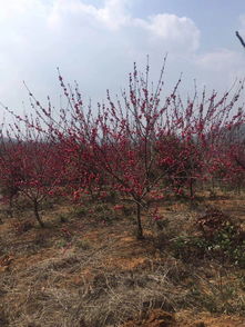 大量供应优质红叶碧桃与青钱柳苗,价格实惠、成活率高