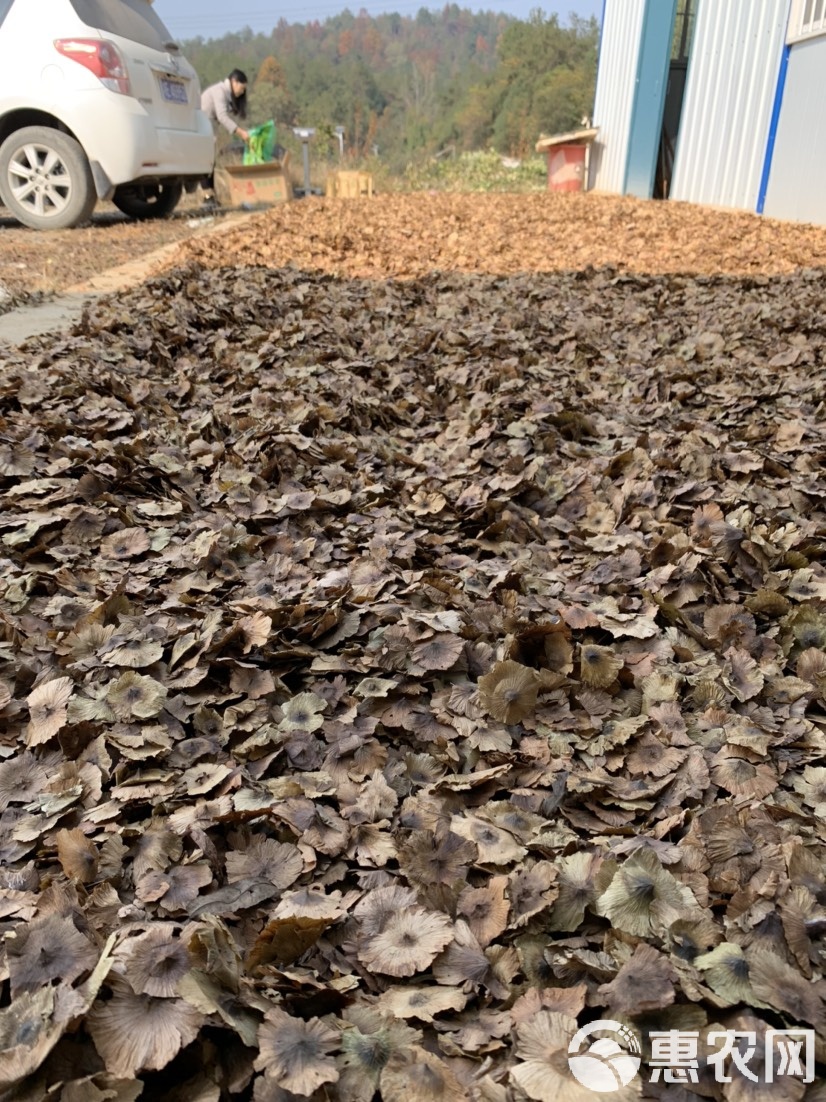 青钱柳全产业链解析 种子、苗木与茶品的商业化机遇