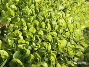 郑研种苗叶菜类精品荟萃 青钱柳苗的培育与价值