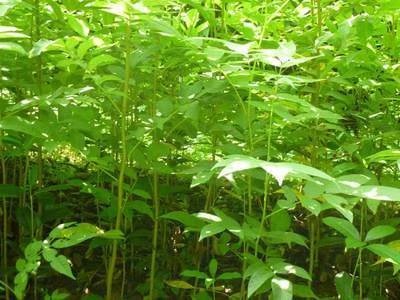 青钱柳 形态特征与苗木培育概述