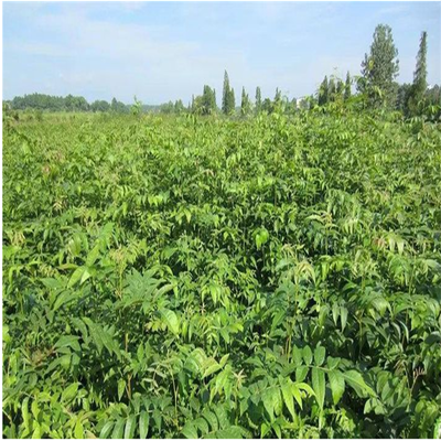 青钱柳小苗价格及种植指南