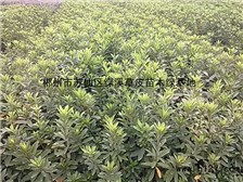 郴州市苏仙区绿溪草皮苗木绿基地 优质青钱柳苗的健康优选