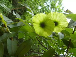 城步青钱柳 一叶深情,曾送红军饮