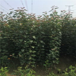 4公分苹果树苗批发价格与青钱柳苗市场概览
