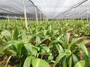 白及苗与青钱柳苗 药用与园林的双重价值