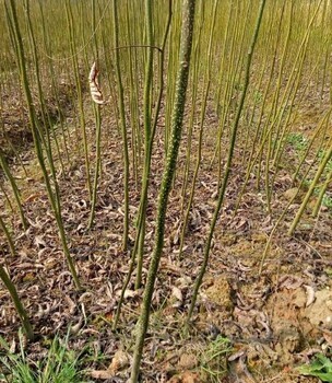 百色青钱柳苗批发——优质苗木助您创业致富