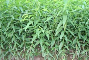 早熟油桃苗与青钱柳苗厂家简介与选购指南